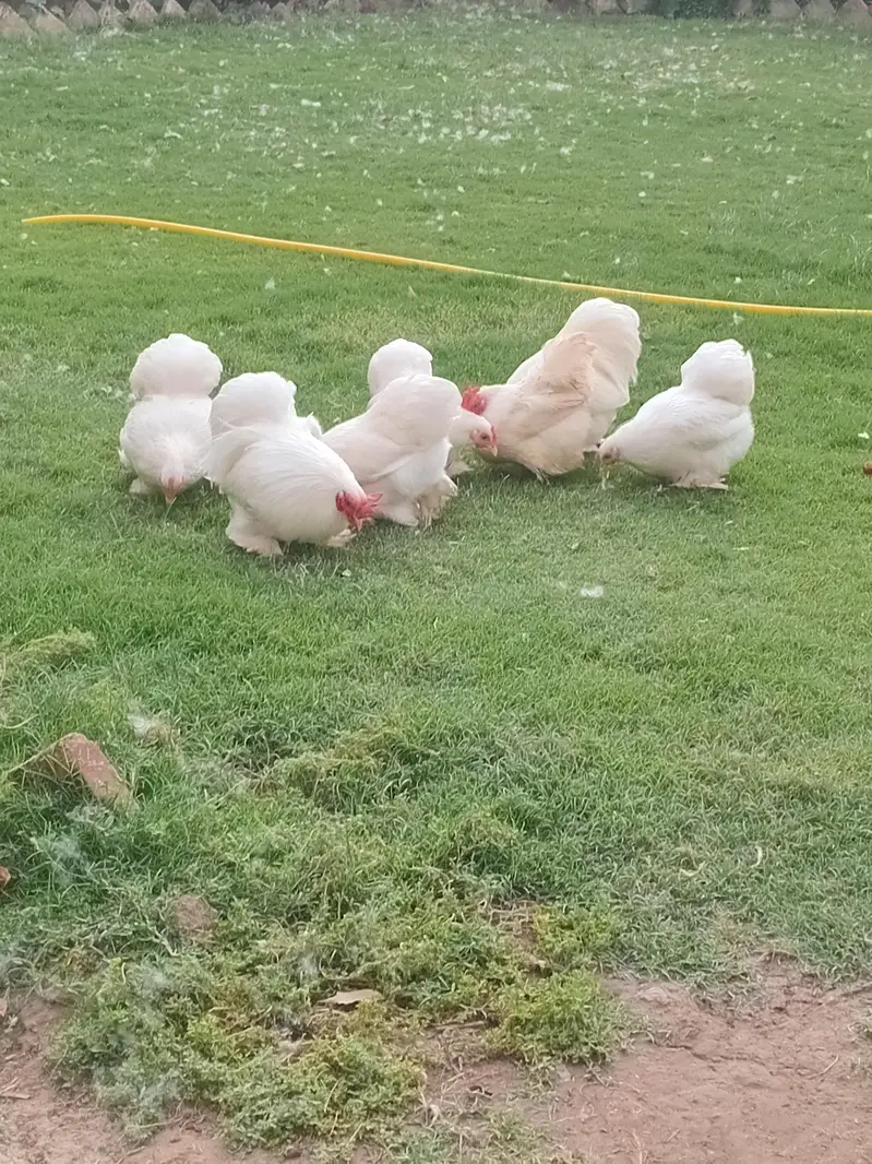 bantam cochin chicks — photo 9