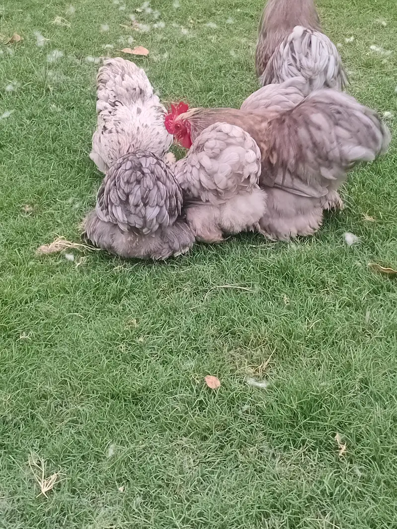 bantam cochin chicks — photo 10