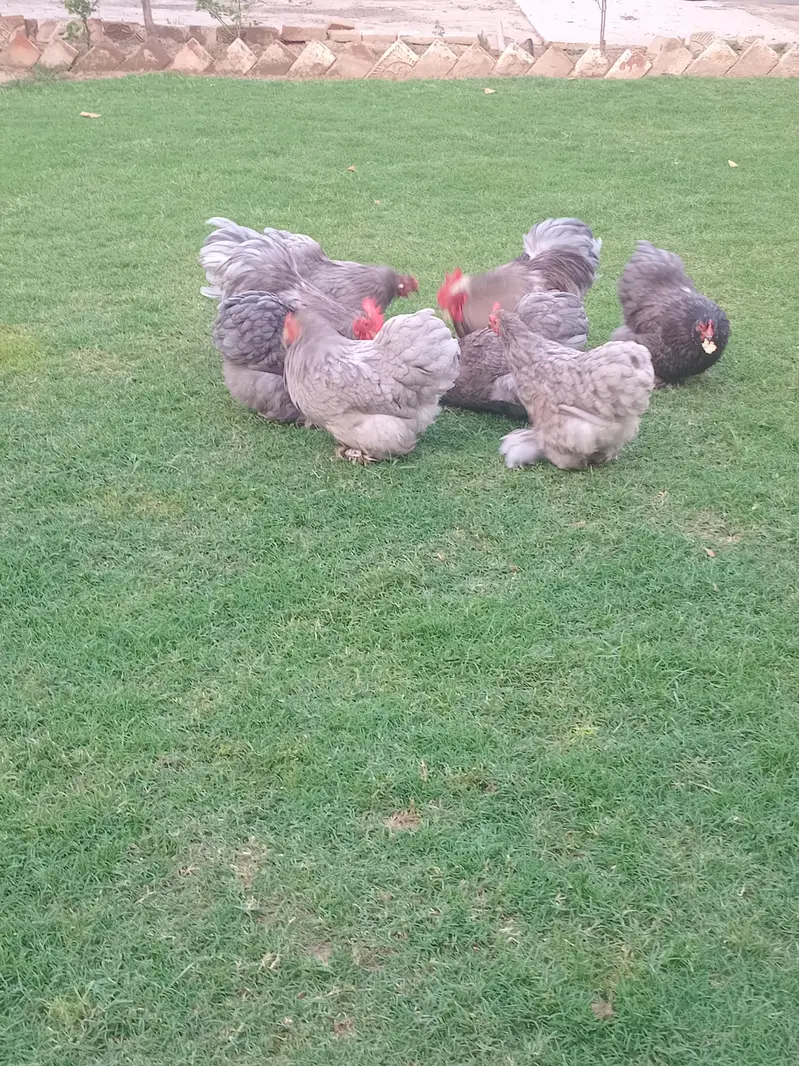 bantam cochin chicks — photo 11