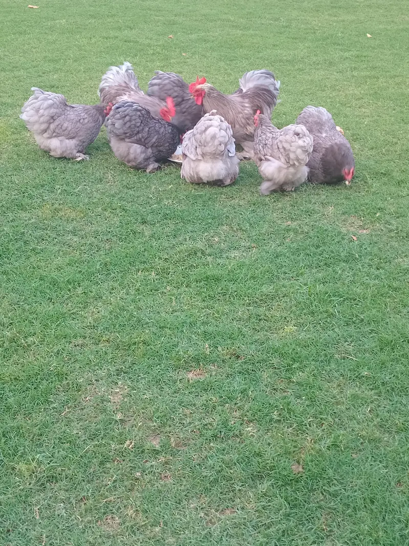 bantam cochin chicks — photo 12