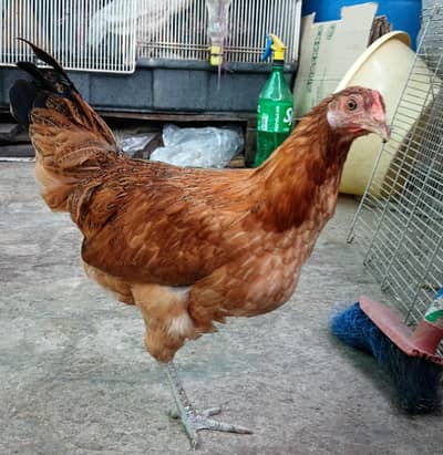 Golden Misri Hens | Egg laying |