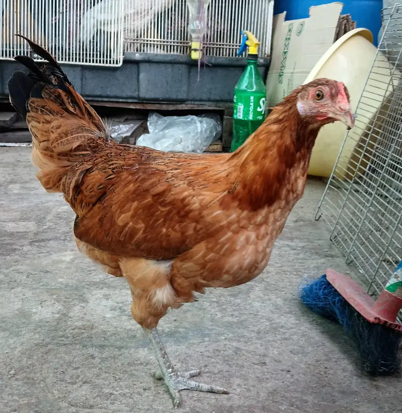 Golden Misri Hens | Egg laying |
