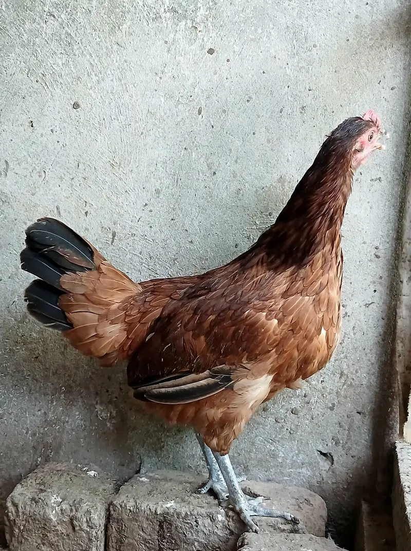 Golden Misri Hens | Egg laying | — photo 2