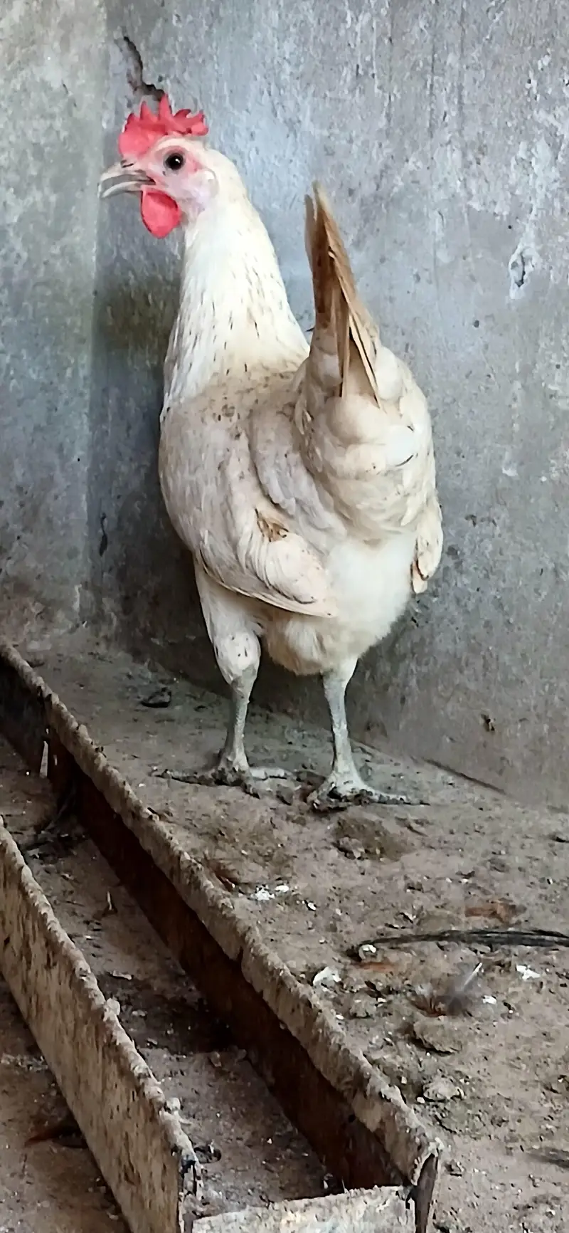 Golden Misri Hens | Egg laying | — photo 3