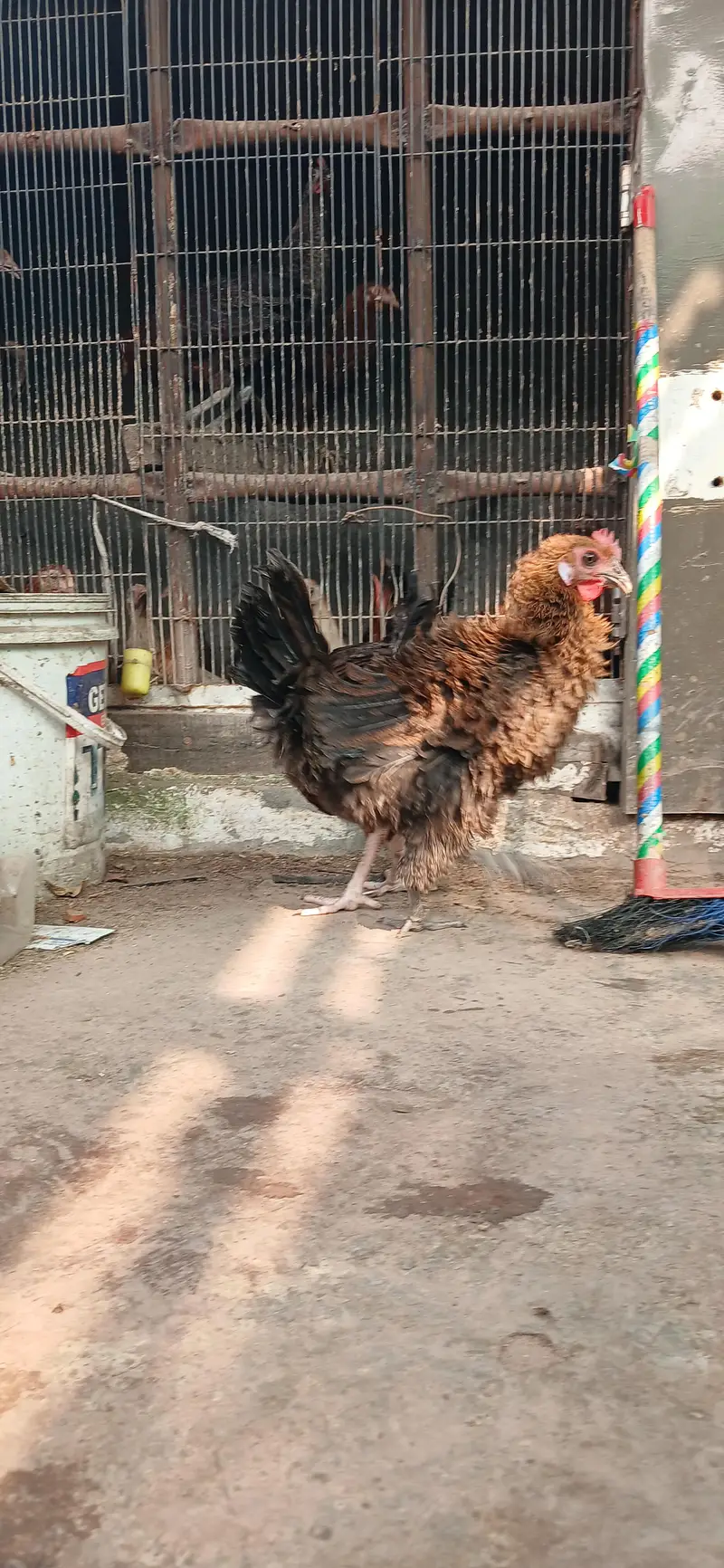 Golden Misri Hens | Egg laying | — photo 4