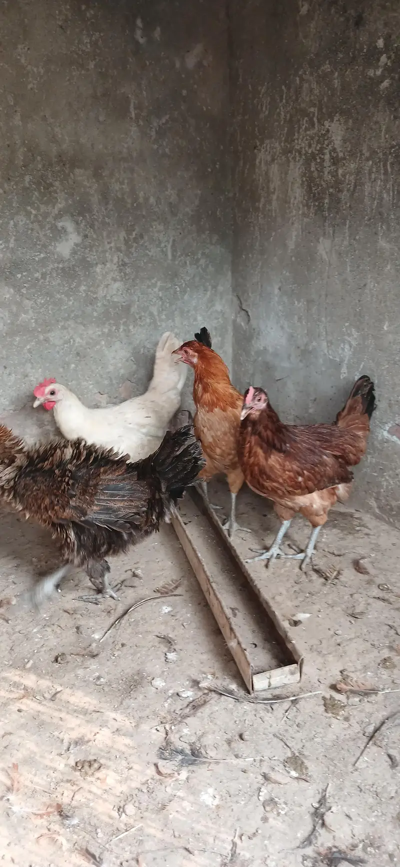 Golden Misri Hens | Egg laying | — photo 5