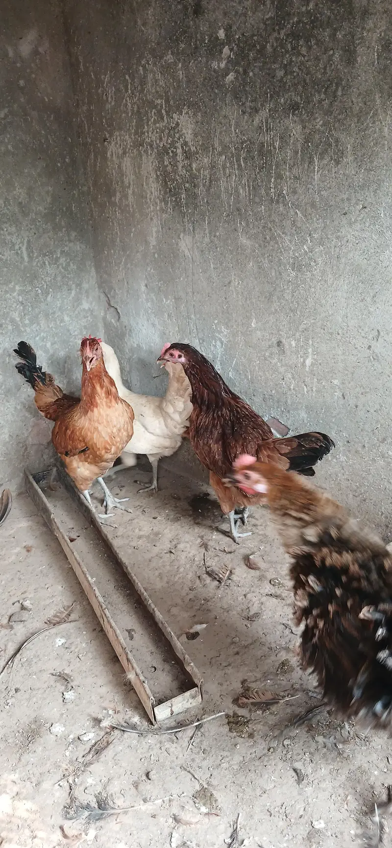Golden Misri Hens | Egg laying | — photo 6