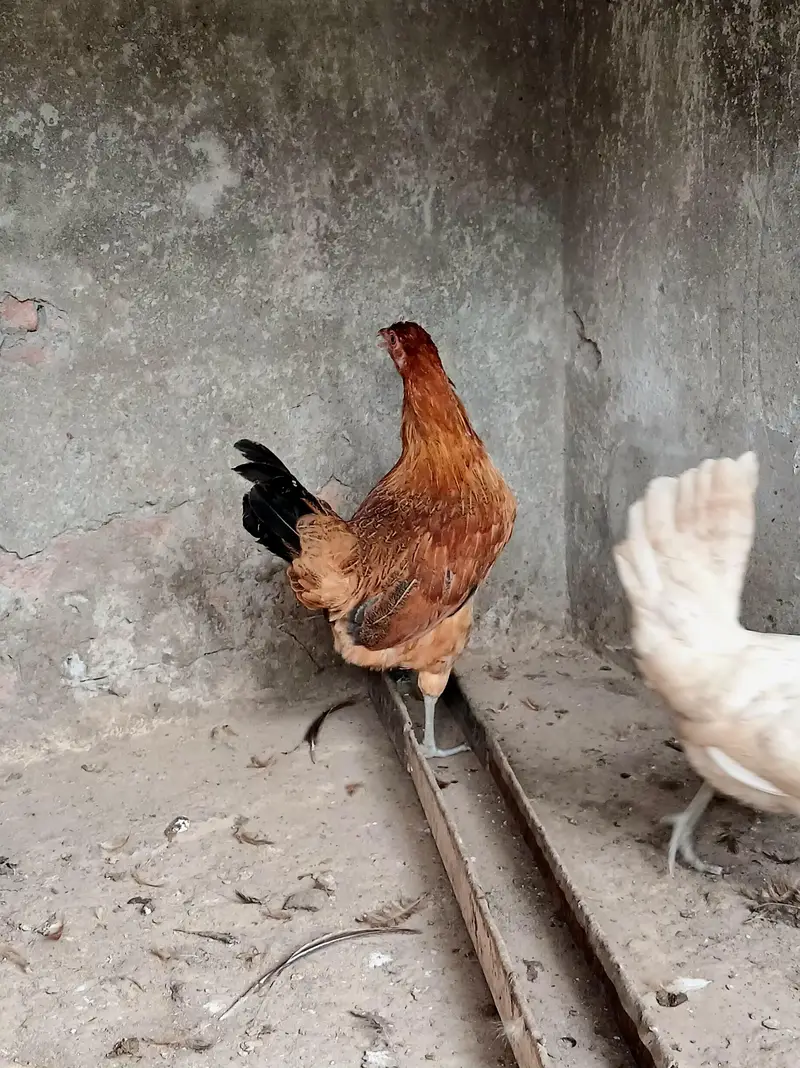 Golden Misri Hens | Egg laying | — photo 8