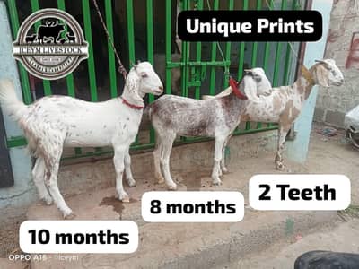 Three Females Tapri Breed Goats Unique Print