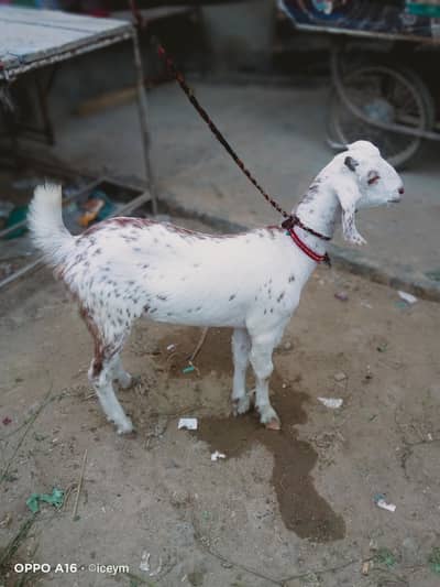 Spoted Tapri Breed Goats Unique Print
