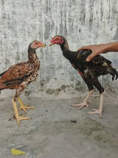 Shamo + Thai cross all sizes Available dm for price