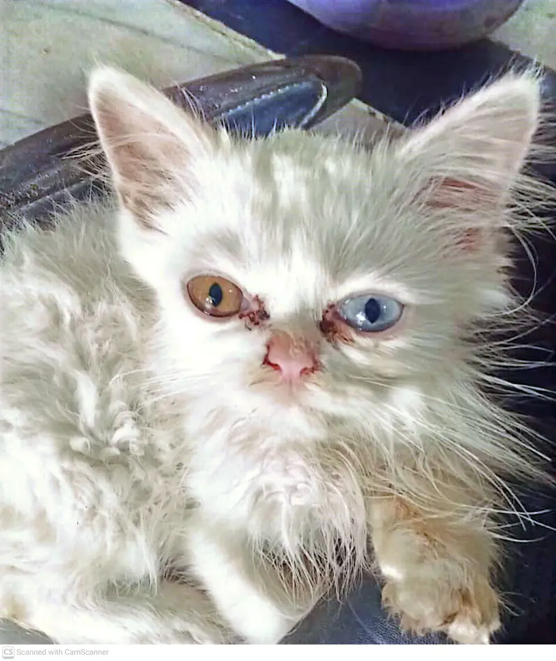 odd eye male