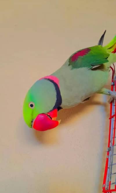 raw parrot