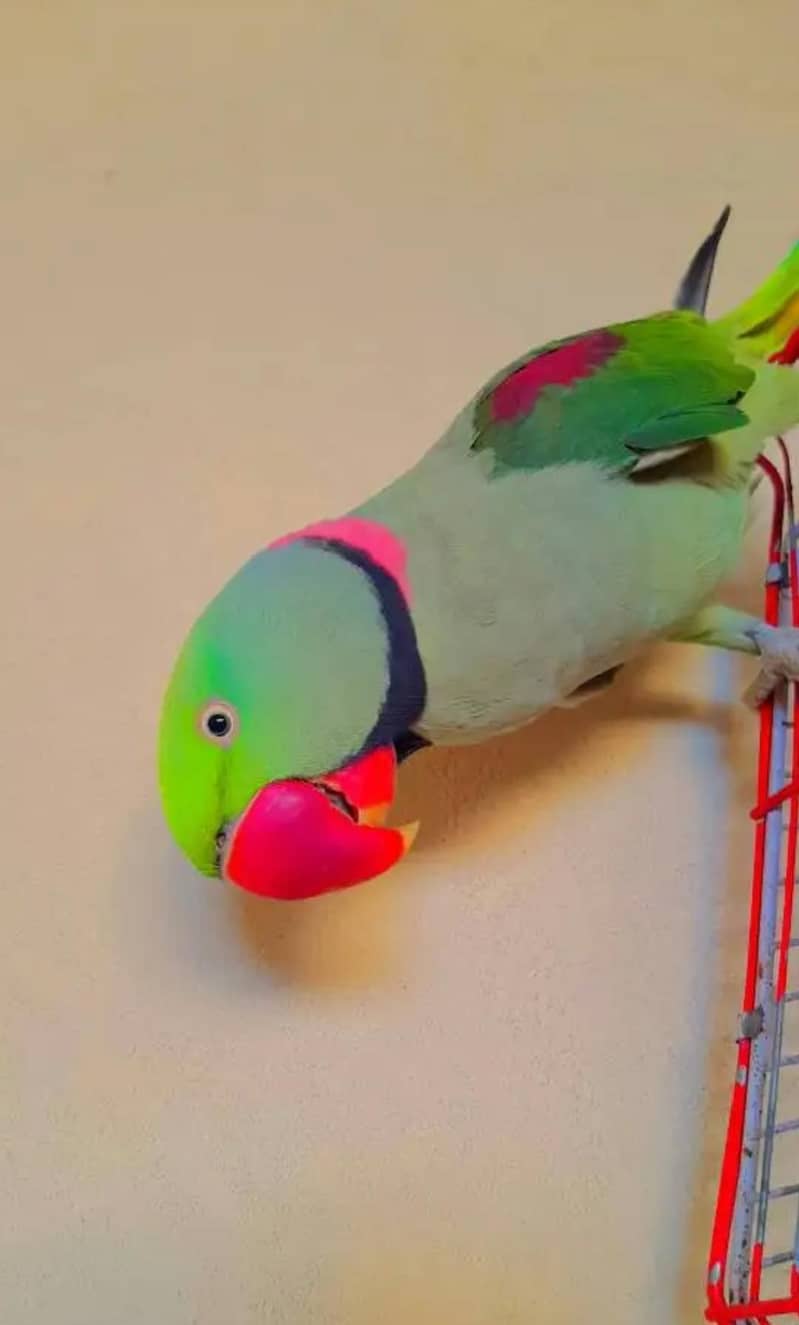 raw parrot 0
