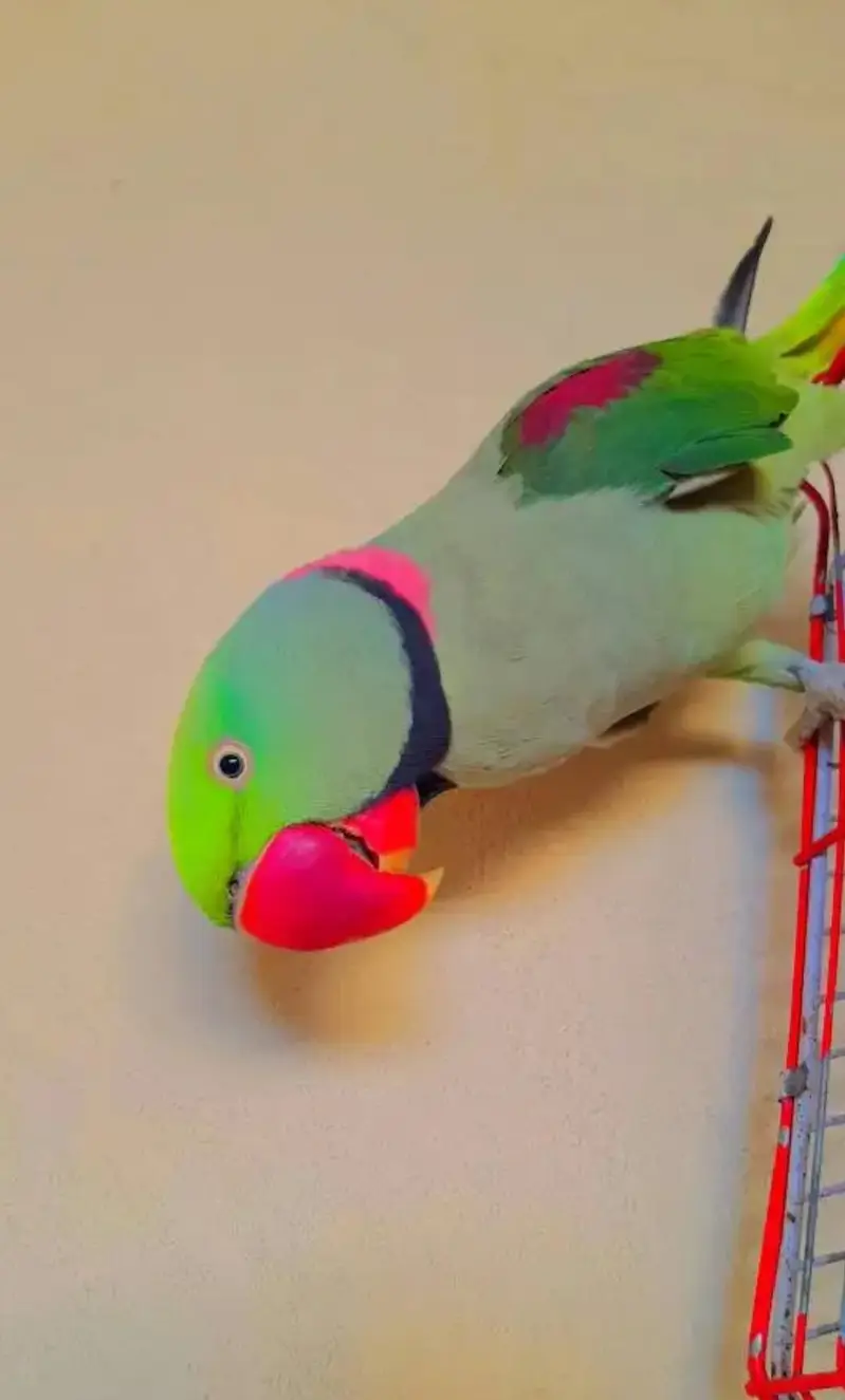 raw parrot