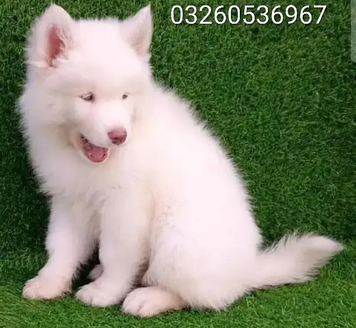 husky puppy dog for sale
