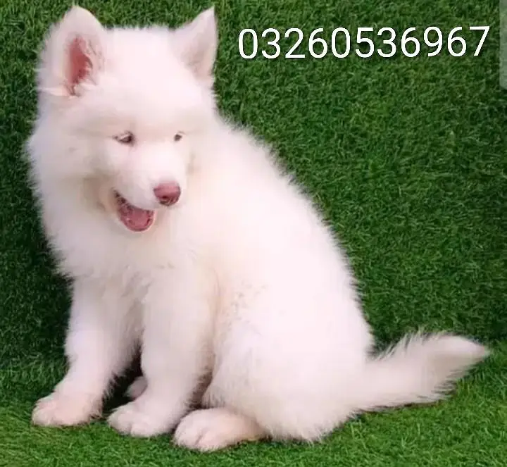 husky puppy dog for sale — photo 2