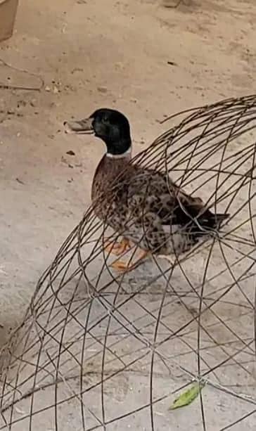 black duck imported urgent sale hens for sale