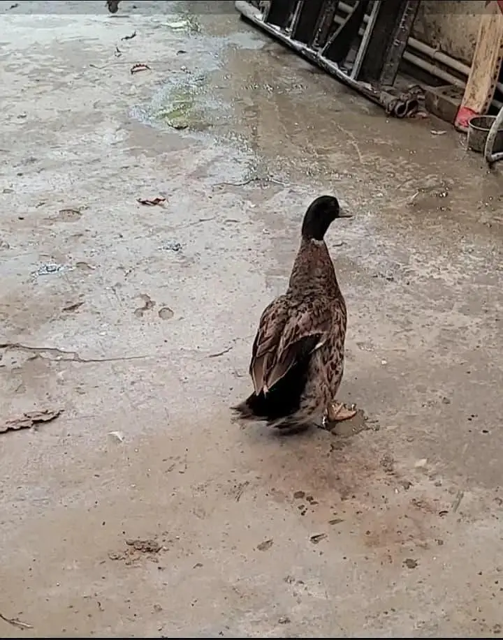black duck imported urgent sale — photo 2