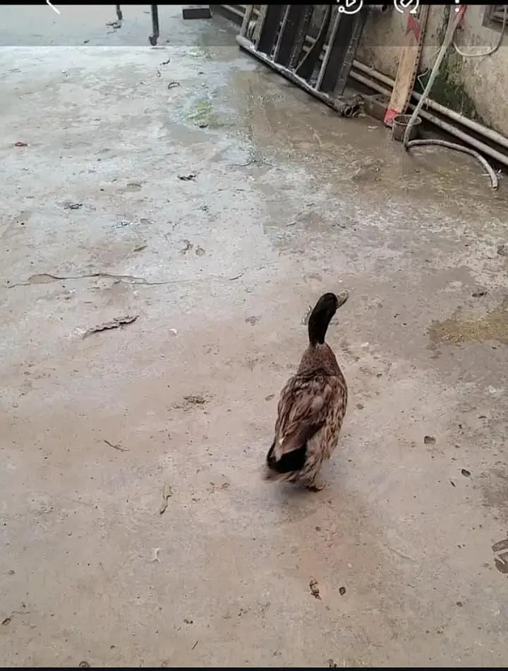 black duck imported urgent sale — photo 3