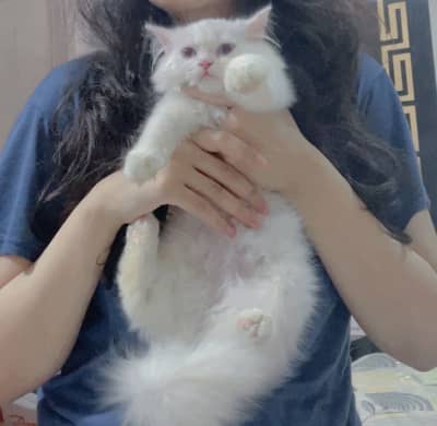 Blue eyes persian female cat triple coated for sale