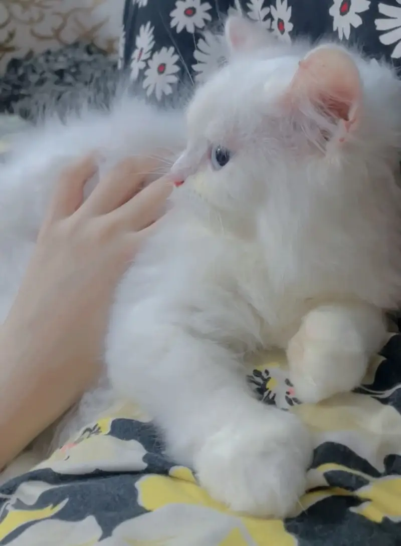 Blue eyes persian female cat triple coated for sale — photo 2