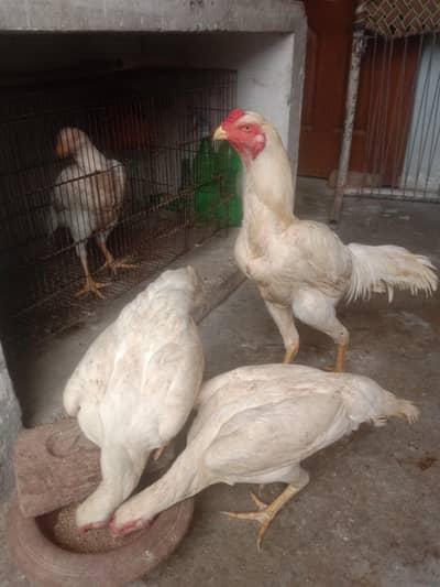 pure quality white shamo