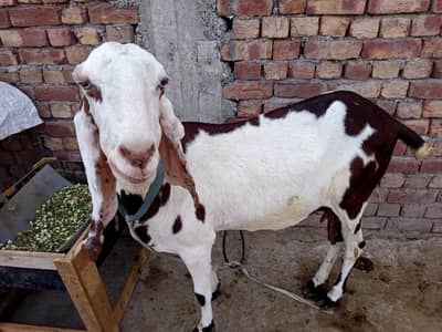 beatal desi baki