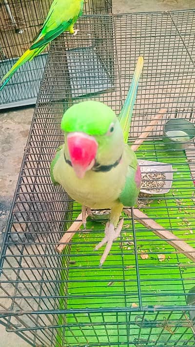 Raw Male Talking parrot for sale