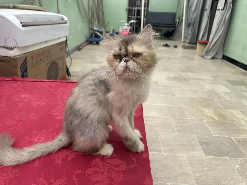 Pure peke CFA blood line calico breeder female — photo 3