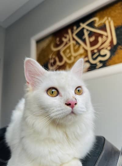 Persian Cat 8 months old