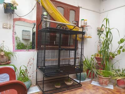 Exotic Bird Cage