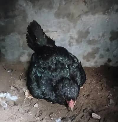 Kurak murgi availble hai