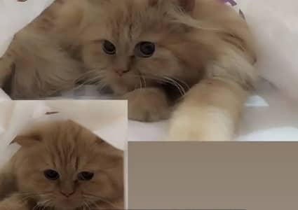 Golden triple coated Persian female cat
