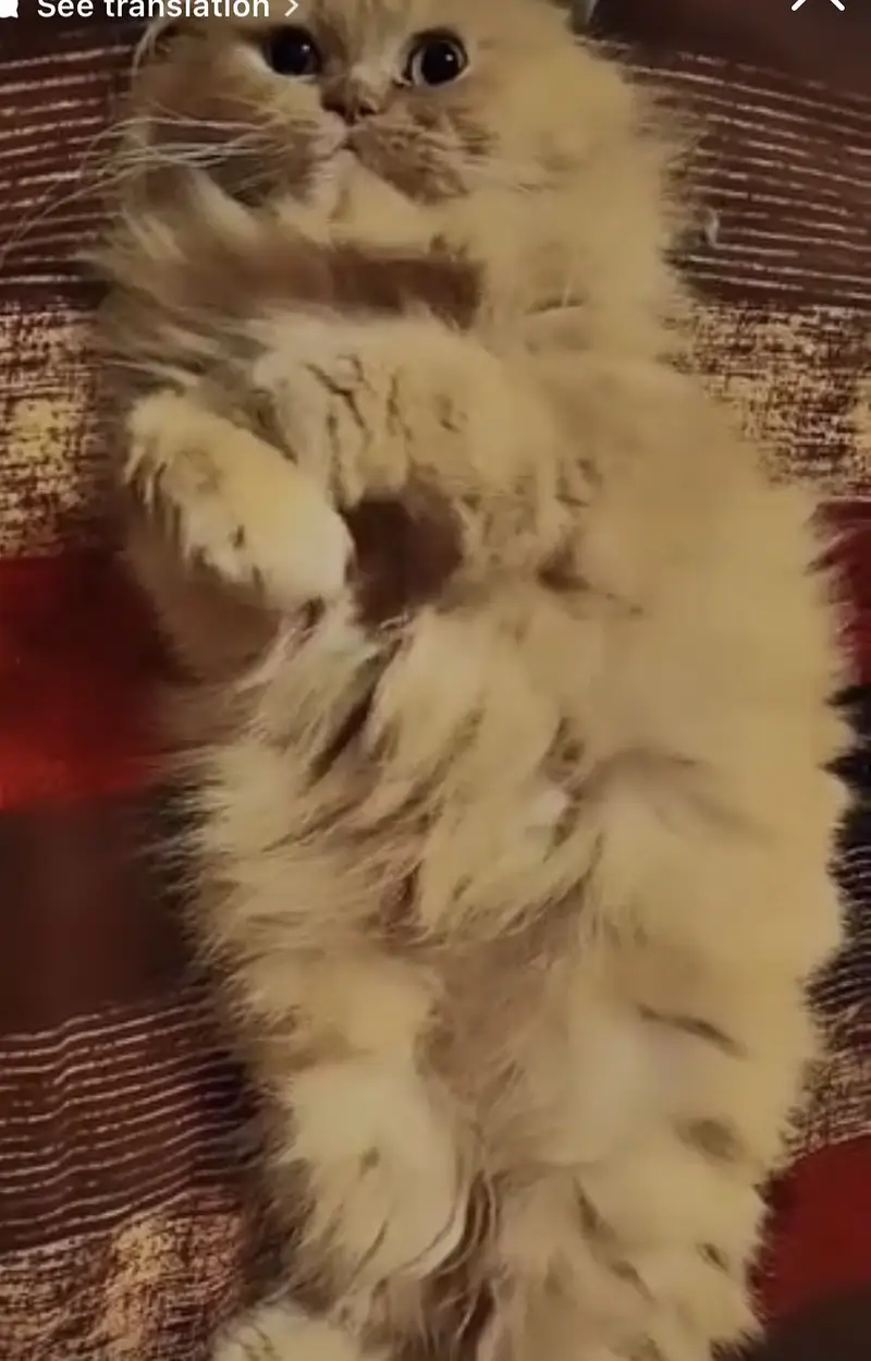 Golden triple coated Persian female cat — photo 2
