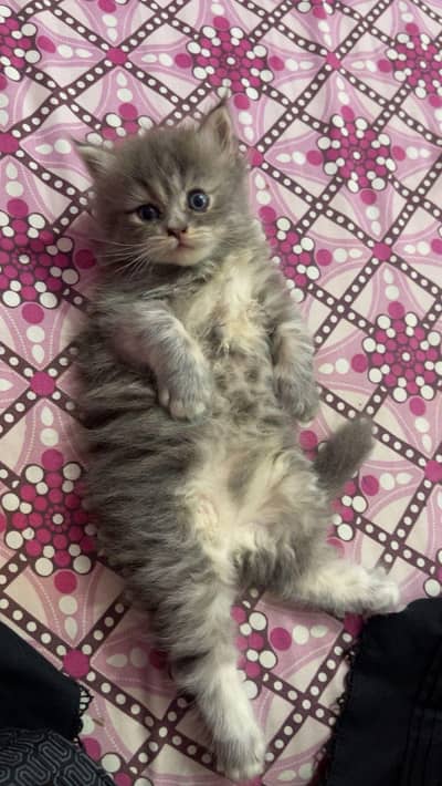 pure persian kitten