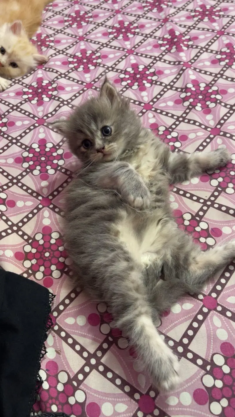 pure persian kitten — photo 2