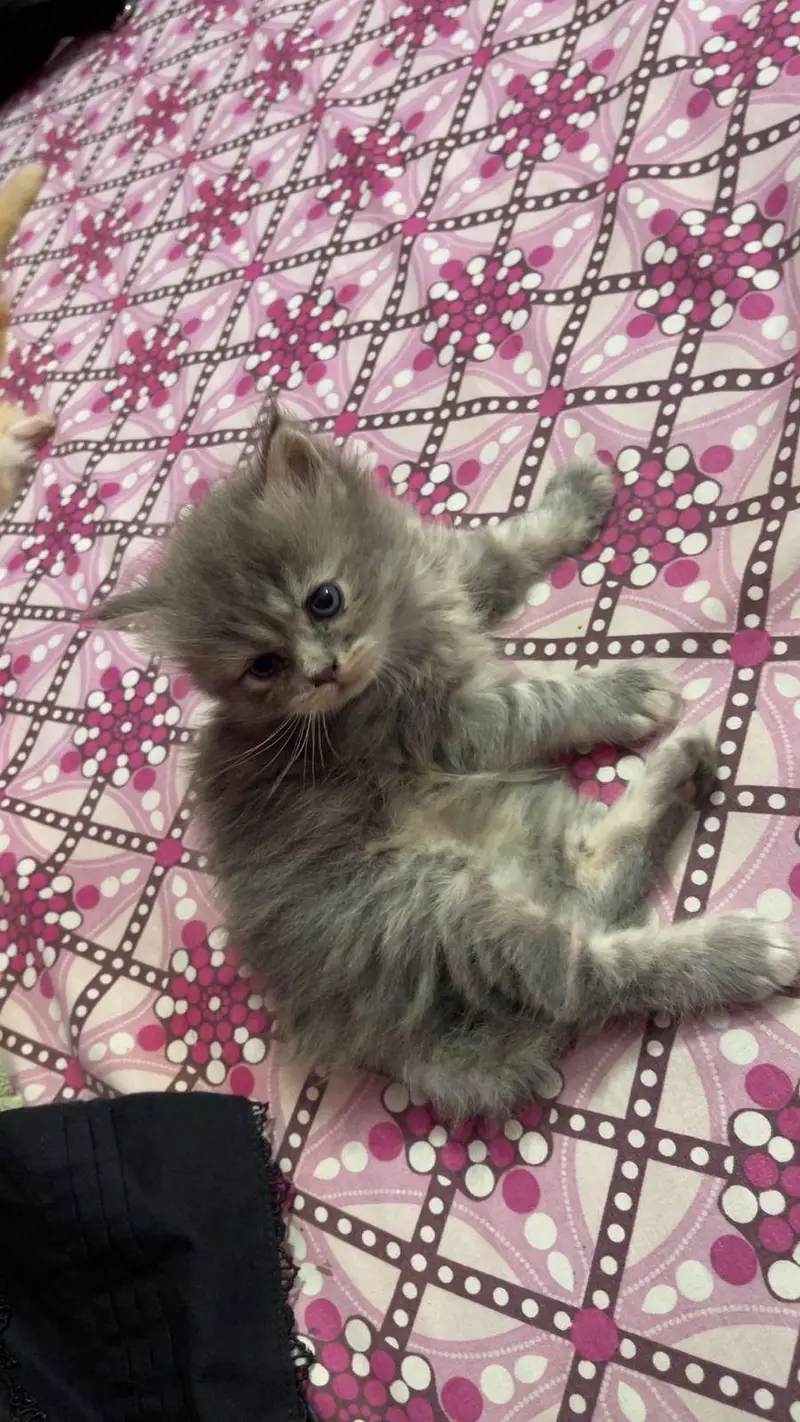 pure persian kitten — photo 3