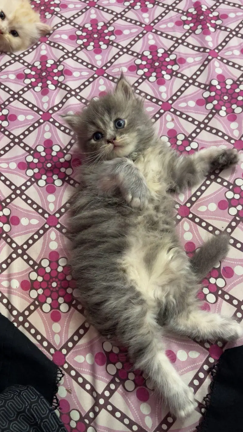 pure persian kitten — photo 4