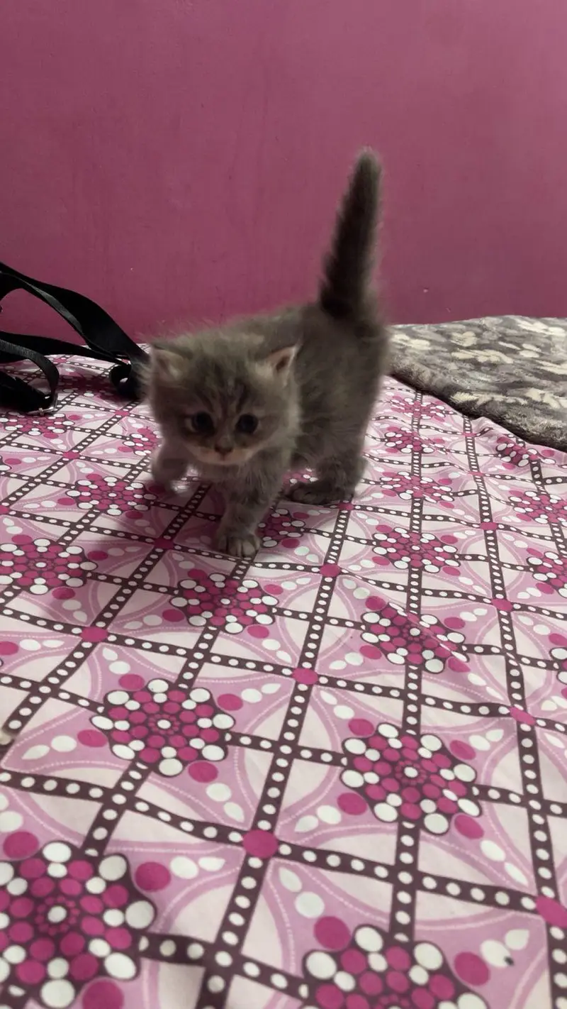 pure persian kitten — photo 5