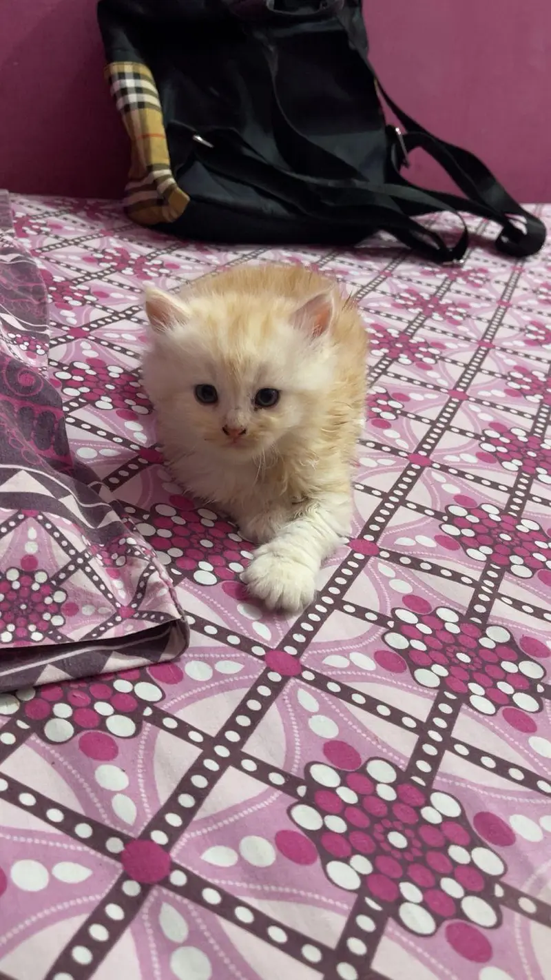 pure persian kitten — photo 6