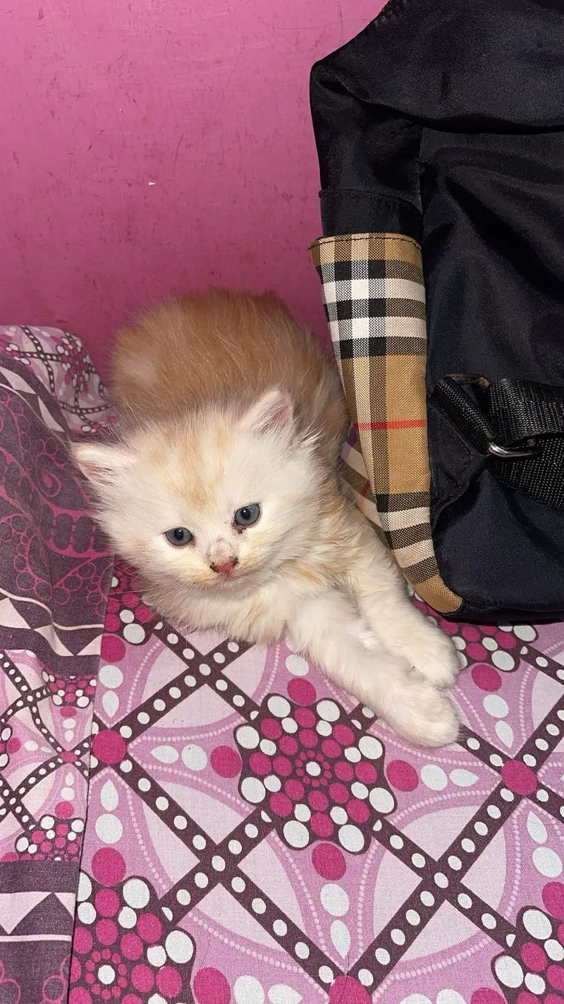 pure persian kitten — photo 7