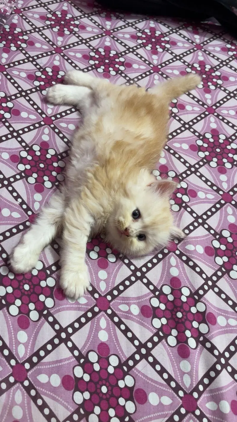 pure persian kitten — photo 8