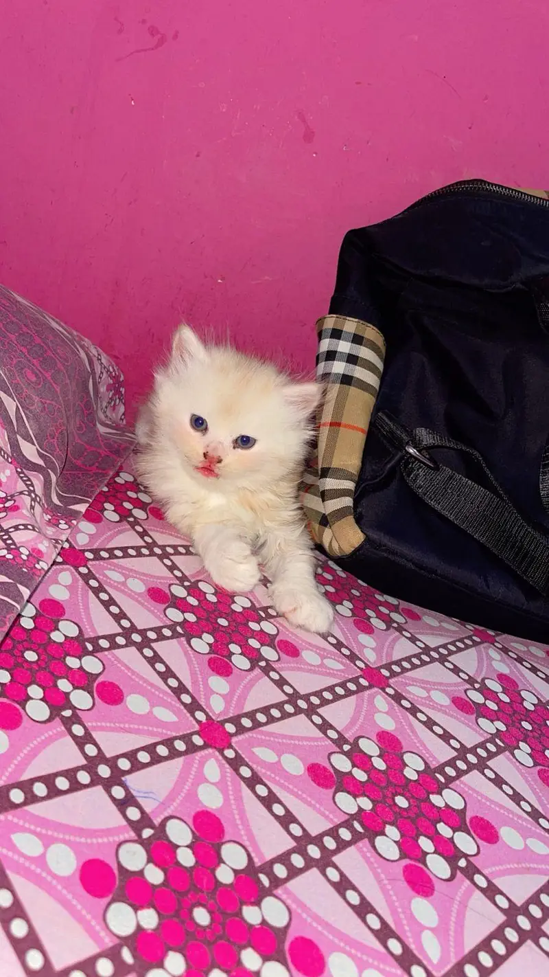 pure persian kitten — photo 9