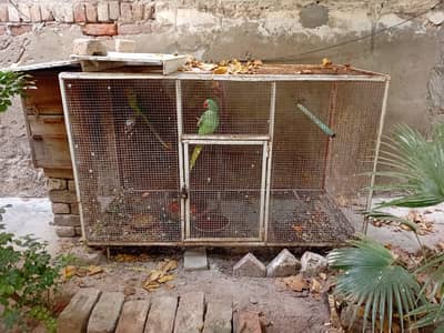 raw alexandarine parrot pair with cage and box
