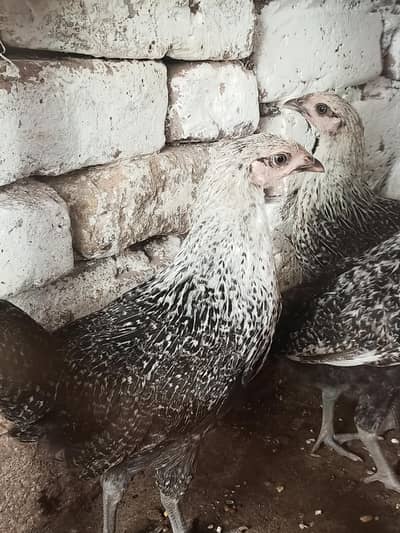 Misri Feyoumi hens for sale