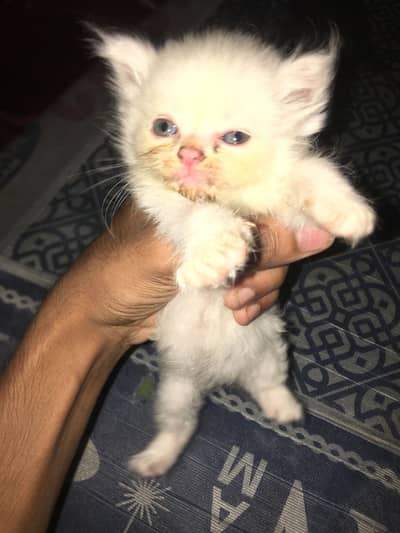 1.5 months old beautiful baby kitties 3 cot