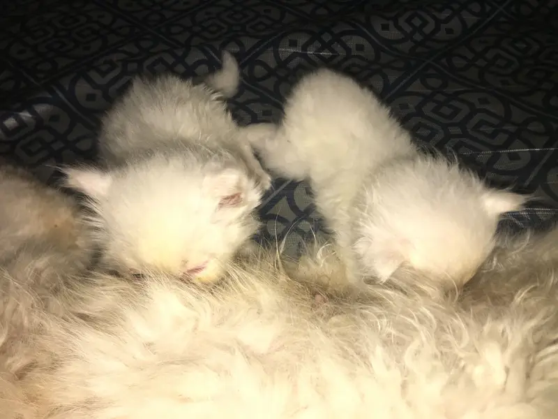 1.5 months old beautiful baby kitties 3 cot — photo 2