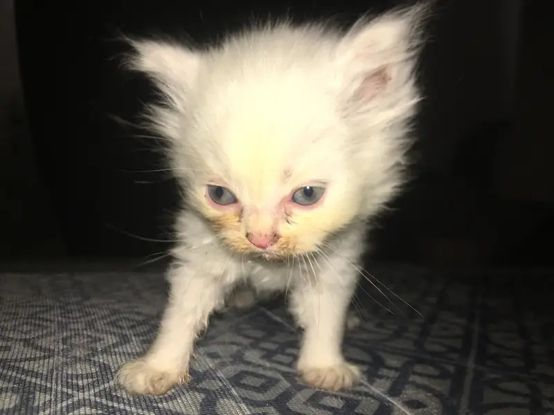 1.5 months old beautiful baby kitties 3 cot — photo 3