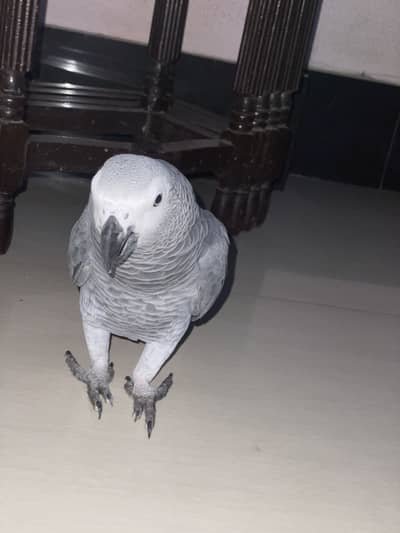 afriacan grey tame parrot